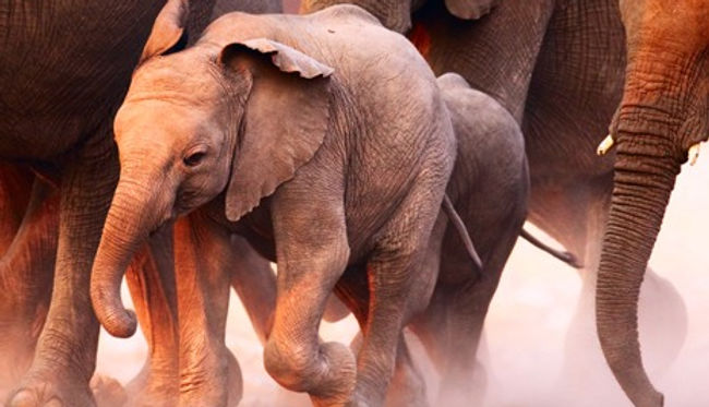 Elephant%20Herd_edited.jpg