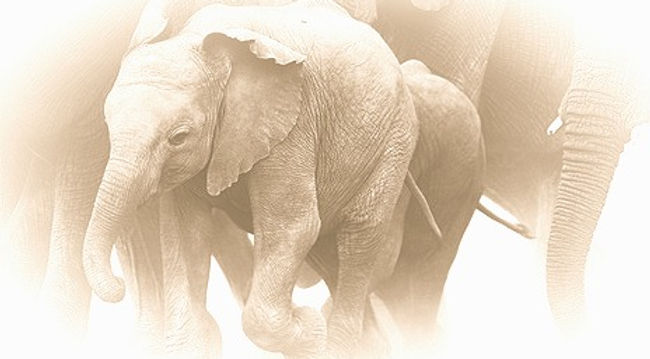 Elephant%252520Herd_edited_edited_edited_edited.jpg